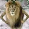 _sunnyT_'s profile picture