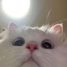 yu xin profil fotoğrafı