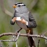 ManolisDelta profil fotoğrafı