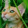 Elif profil fotoğrafı