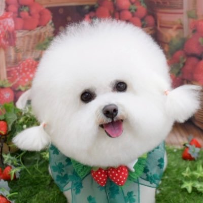 あめ🍬||チビションフリーゼ's profile picture