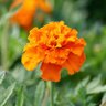 Фото профиля Marigold