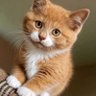 AnimalVerseX profil fotoğrafı