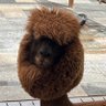 Ментальный Язычник profil fotoğrafı