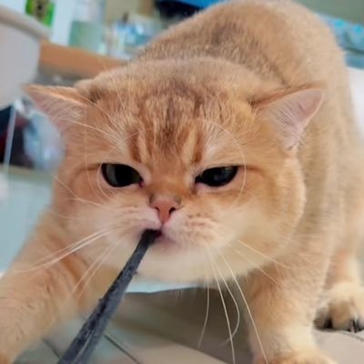 ✳︎'s profile picture