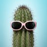 Crazy Cactus 的头像