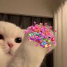 Profilbild von Lalalaaoey🐈🌈