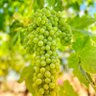sourgreengrapes's profile picture