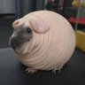 cera's profile picture