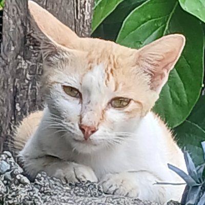 Dango Kaze's profile picture
