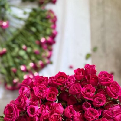 رآما 🕊️'s profile picture