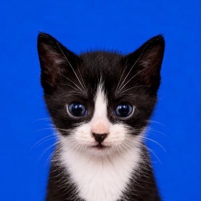 ด.ช.หลีโป้ย 🐈‍⬛❤️'s profile picture