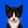 ด.ช.หลีโป้ย 🐈‍⬛❤️ profil fotoğrafı