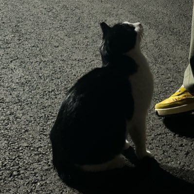 hingguripong1's profile picture