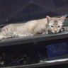 Ann Na profil fotoğrafı
