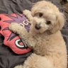 てまえちゃん profil fotoğrafı