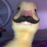 ahmed taha's profile picture