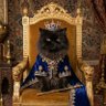 Фото профиля Persian Cat