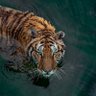 Miraitowa profil fotoğrafı