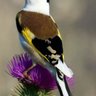 Joiy profil fotoğrafı
