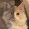 Turtuss ✝️'s profile picture