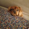 Фото профиля Diane Butler 🐕 🐕🦺