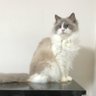 Фото профиля 春猫