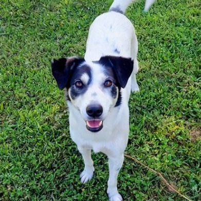 SaveLucyTheDog's profile picture
