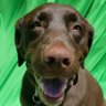 Mutt Mutt's profile picture