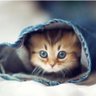 ✨✨ⓚⓑ profil fotoğrafı