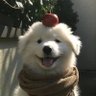 ✧Mercedess's profile picture