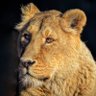 Nassim Sahari's profile picture