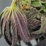 Фото профиля 5mokey