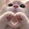 cute pets 的头像