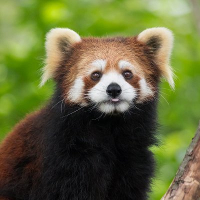 No_H_MCNK's profile picture