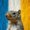 Profilbild von Nicanor