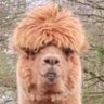 Profilbild von rfzee👾