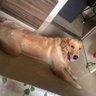Dobara Mat Poochna 的头像