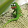 lizard 的头像