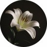 giwa maspe's profile picture