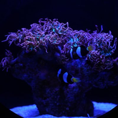 thetechwiz's profile picture