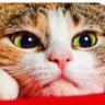 もるるの御守り profil fotoğrafı