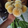 Ekramul 的头像