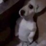 Profilbild von Diego Forlorn