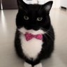 Profilbild von meow
