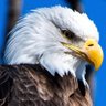 DLTA4CE profil fotoğrafı