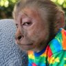 Calliou Vilicius's profile picture