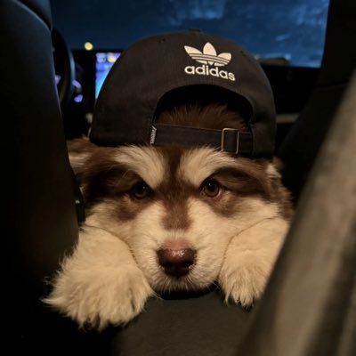 pu121380716's profile picture