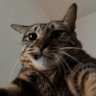Фото профиля Cattuche