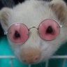 Profilbild von かとぺ
